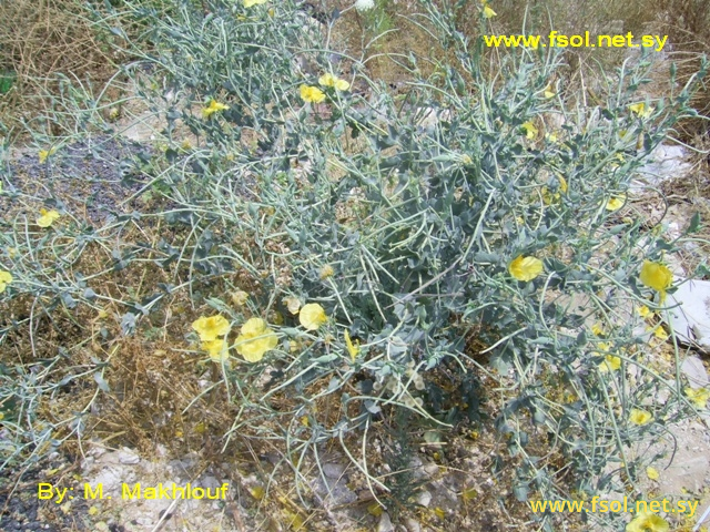 Glaucium flavum Crantz.